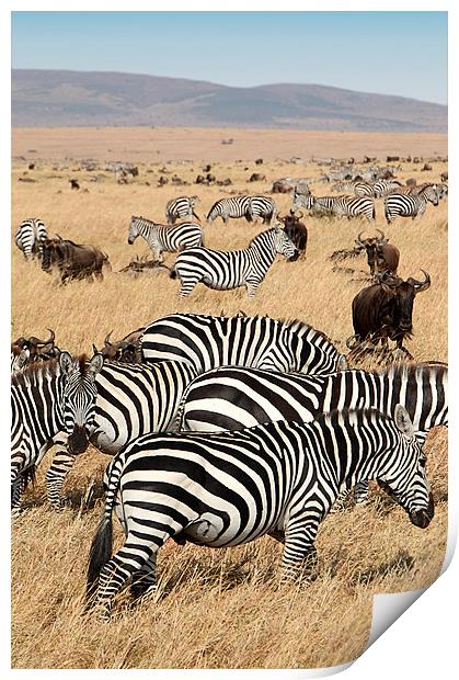 Zebra & Wildebeest Migration Print by Carole-Anne Fooks