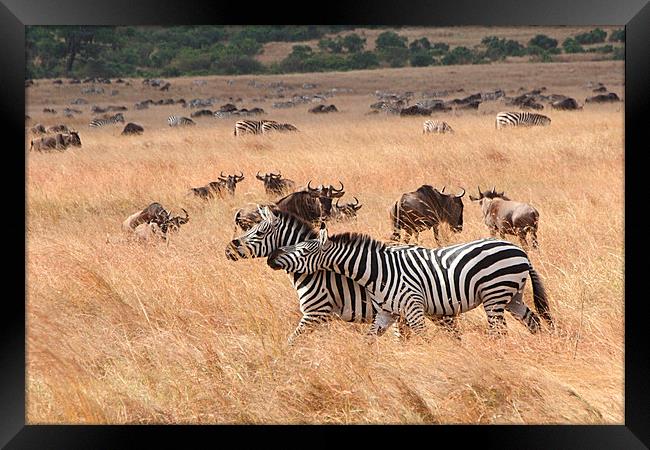 Zebra & Wildebeest Migration Framed Print by Carole-Anne Fooks