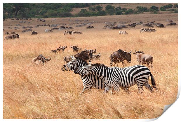 Zebra & Wildebeest Migration Print by Carole-Anne Fooks