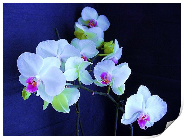 White Orchid Print by james richmond