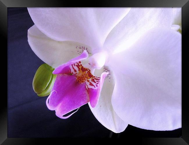 White Orchid Framed Print by james richmond