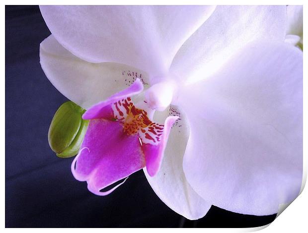 White Orchid Print by james richmond