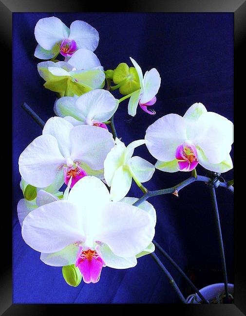 White Orchid Framed Print by james richmond