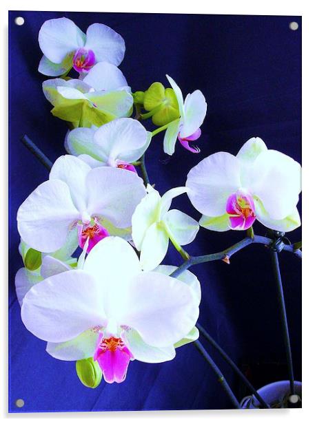 White Orchid Acrylic by james richmond