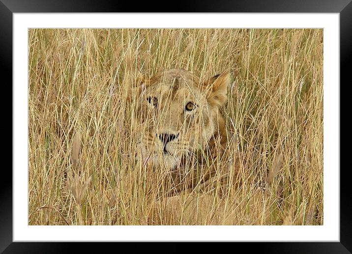 Wild Lion close up Framed Mounted Print by Ralph Schroeder