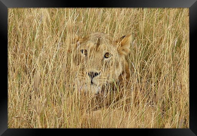 Wild Lion close up Framed Print by Ralph Schroeder