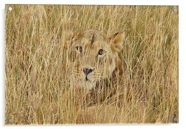 Wild Lion close up Acrylic by Ralph Schroeder