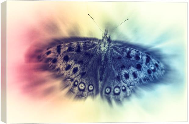Butterfly Canvas Print by Tony Fishpool