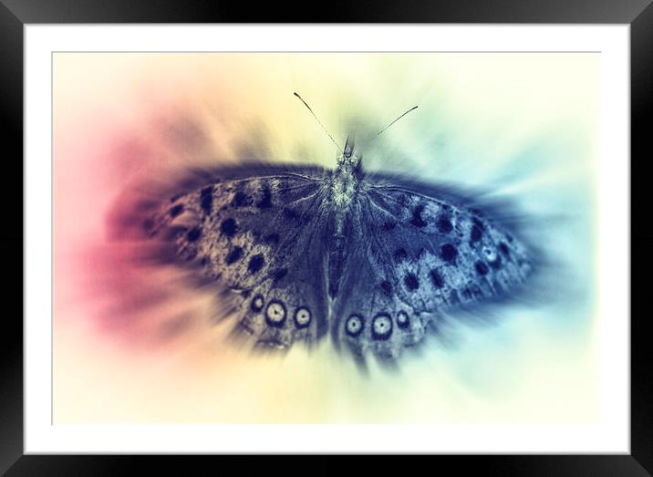 Butterfly Framed Mounted Print by Tony Fishpool