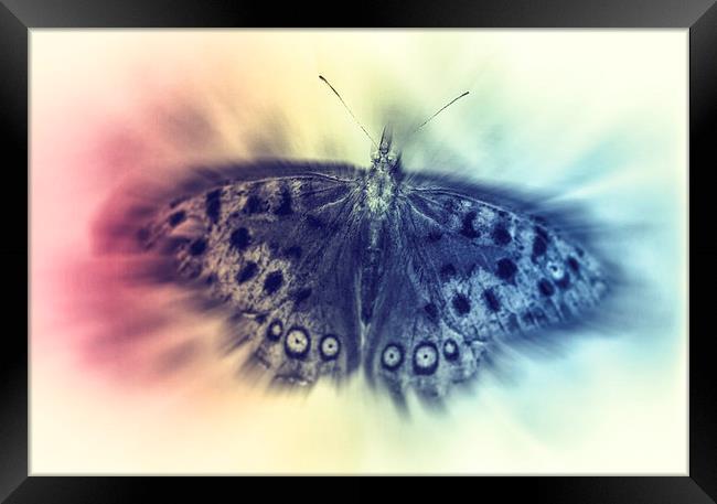 Butterfly Framed Print by Tony Fishpool
