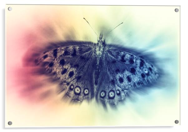 Butterfly Acrylic by Tony Fishpool