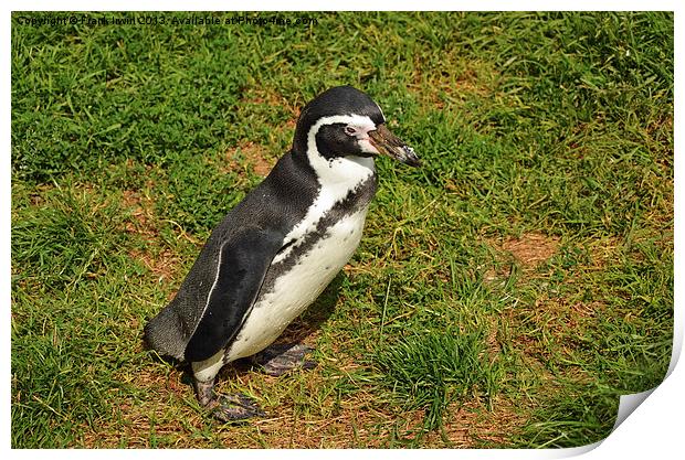 The Humboldt Penguin in captivity Print by Frank Irwin