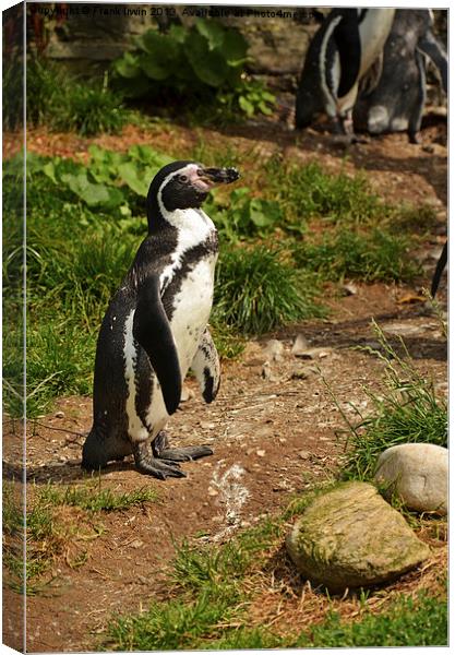 The Humboldt Penguin in captivity Canvas Print by Frank Irwin