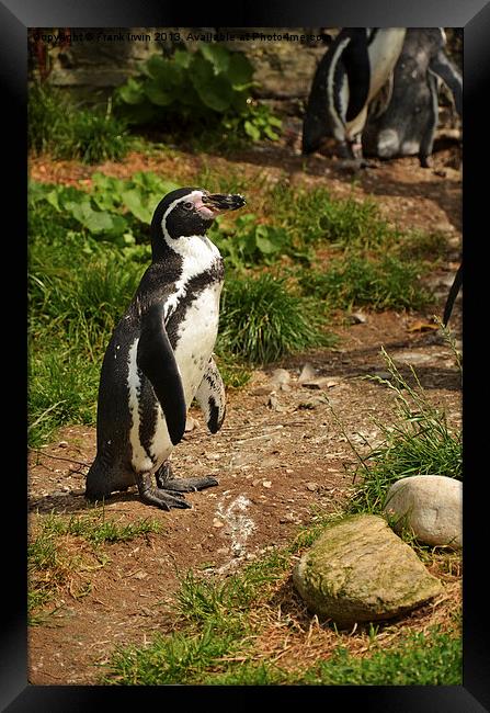The Humboldt Penguin in captivity Framed Print by Frank Irwin