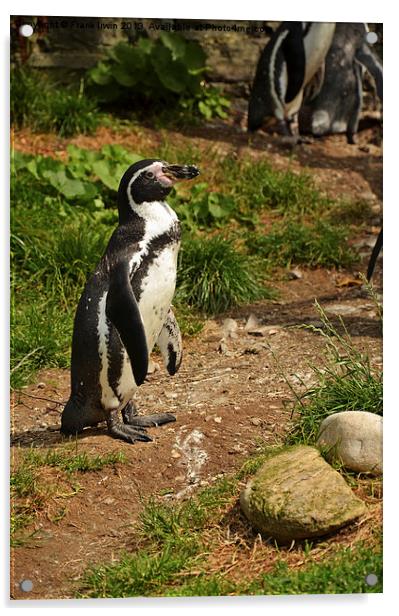 The Humboldt Penguin in captivity Acrylic by Frank Irwin