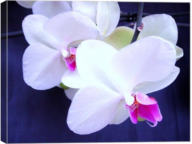 White Orchid Canvas Print by james richmond