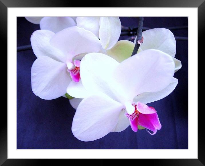 White Orchid Framed Mounted Print by james richmond