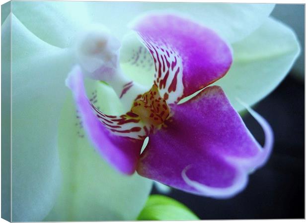 Orchid Canvas Print by james richmond