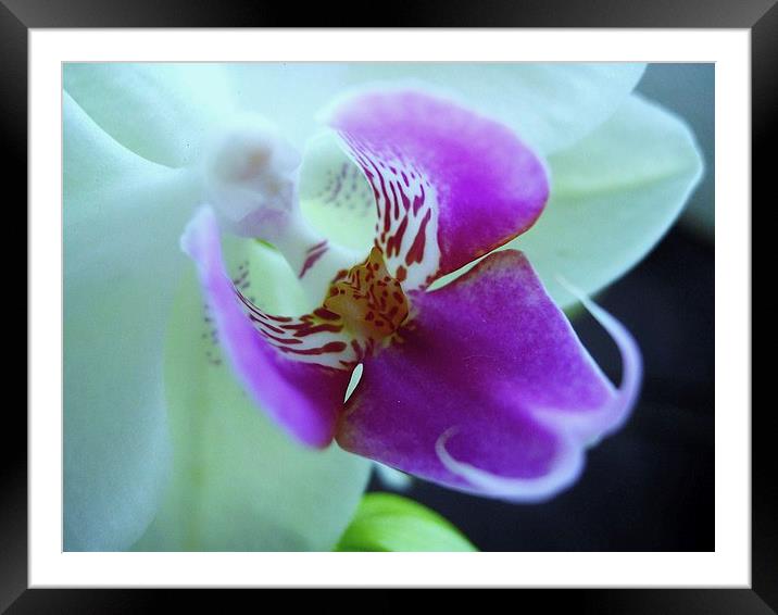 Orchid Framed Mounted Print by james richmond