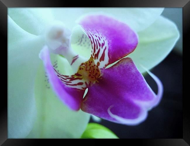Orchid Framed Print by james richmond
