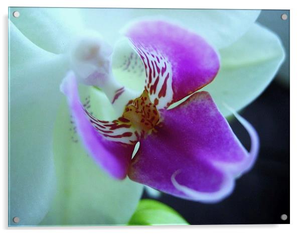 Orchid Acrylic by james richmond