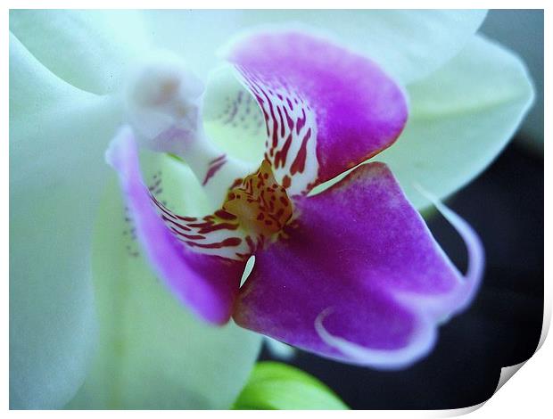 Orchid Print by james richmond