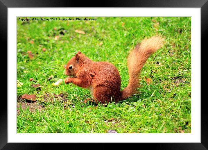 Red Squirrel Framed Mounted Print by Ian Jeffrey