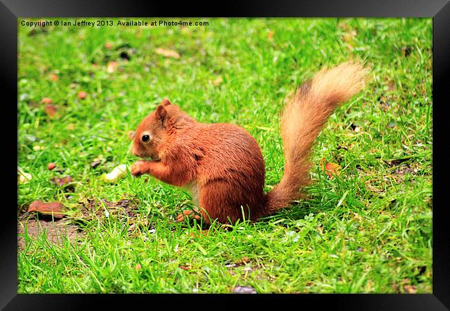 Red Squirrel Framed Print by Ian Jeffrey