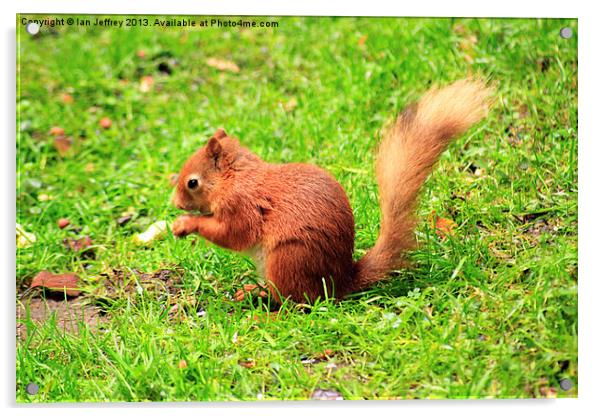 Red Squirrel Acrylic by Ian Jeffrey