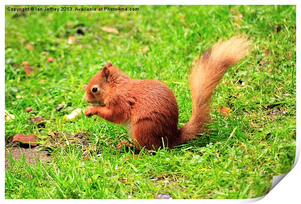 Red Squirrel Print by Ian Jeffrey