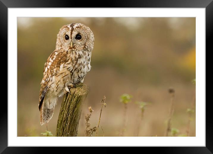 Tawny Owl Study Framed Mounted Print by Sue Dudley