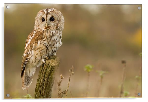 Tawny Owl Study Acrylic by Sue Dudley