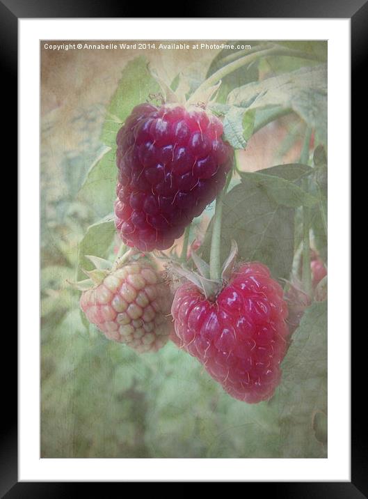 Raspberries Framed Mounted Print by Annabelle Ward
