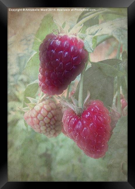 Raspberries Framed Print by Annabelle Ward
