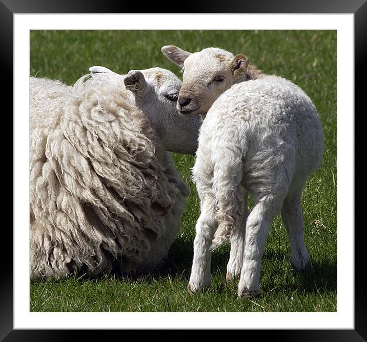 ITS EWE AND ME MUM Framed Mounted Print by Mal Taylor Photography