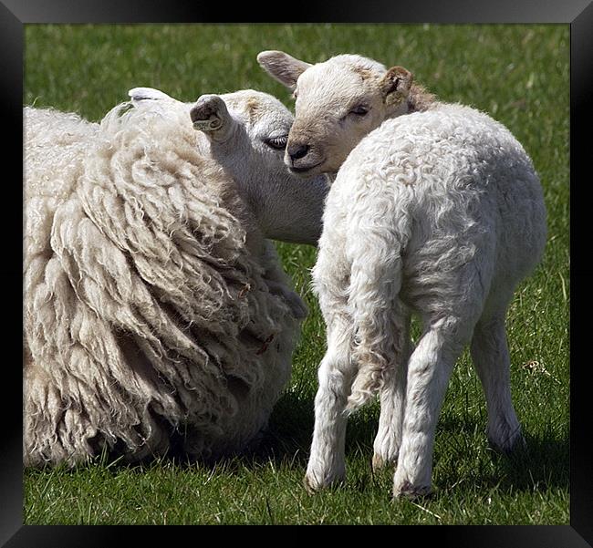 ITS EWE AND ME MUM Framed Print by Mal Taylor Photography