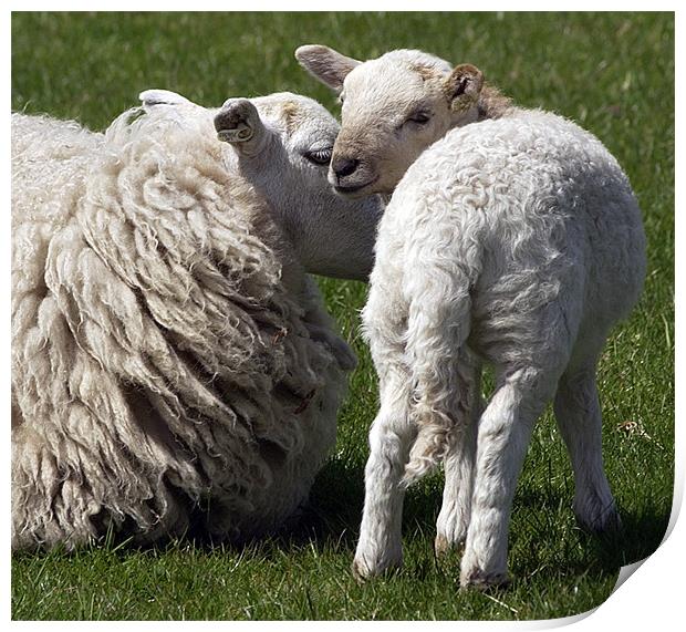 ITS EWE AND ME MUM Print by Mal Taylor Photography