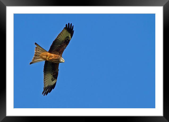 Soaring Red Kite Framed Mounted Print by Sue Dudley