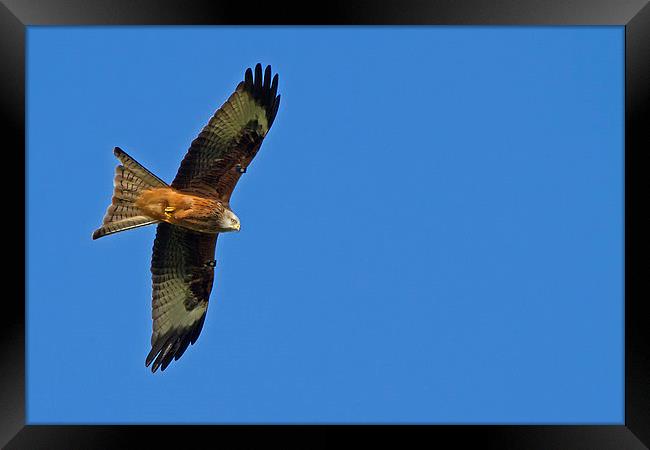Soaring Red Kite Framed Print by Sue Dudley
