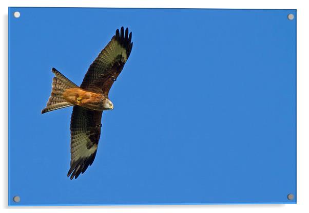 Soaring Red Kite Acrylic by Sue Dudley
