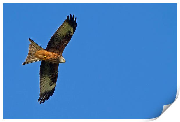 Soaring Red Kite Print by Sue Dudley