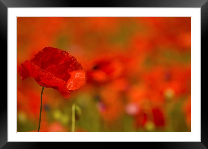 Red Poppy Study Framed Mounted Print by Sue Dudley