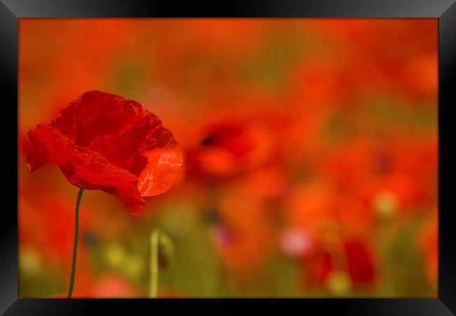 Red Poppy Study Framed Print by Sue Dudley