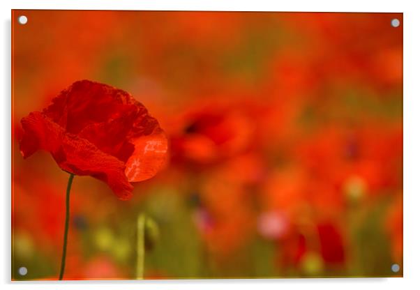 Red Poppy Study Acrylic by Sue Dudley
