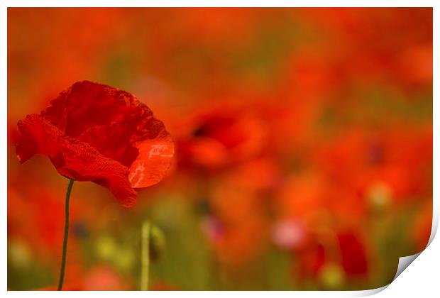 Red Poppy Study Print by Sue Dudley
