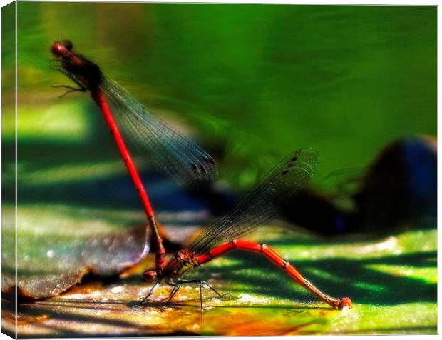 Mating Dragonfly Canvas Print by Simon Litchfield
