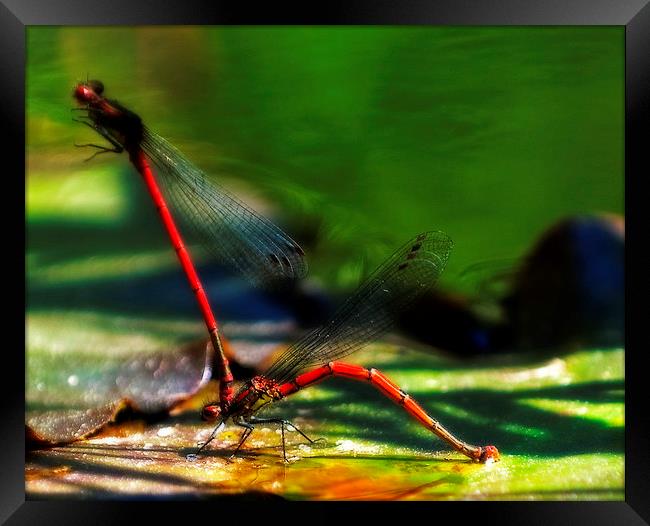 Mating Dragonfly Framed Print by Simon Litchfield