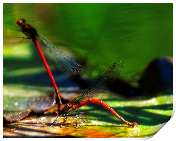 Mating Dragonfly Print by Simon Litchfield