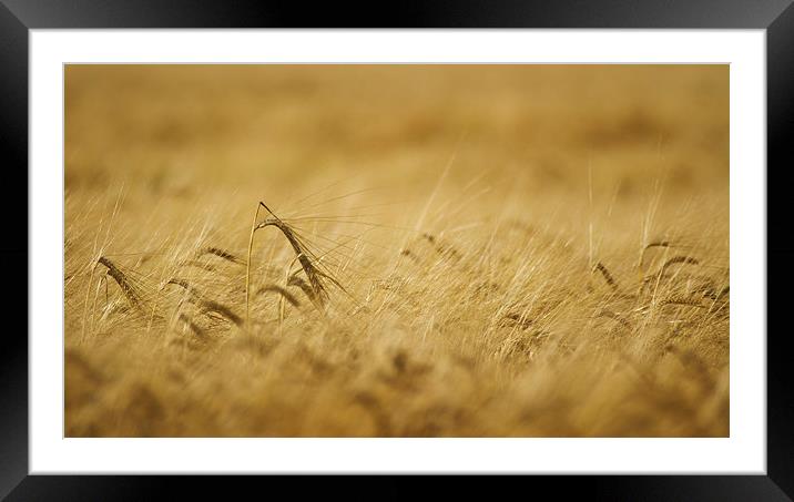 Field of Gold Framed Mounted Print by Sue Dudley
