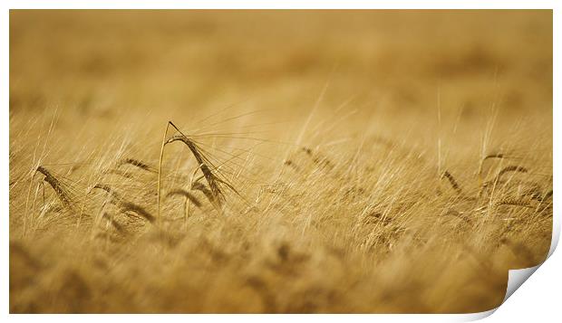 Field of Gold Print by Sue Dudley
